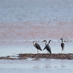 _800Jabiru Rock_Magpie Geese1210_m_3_PiedHerons-Stilts